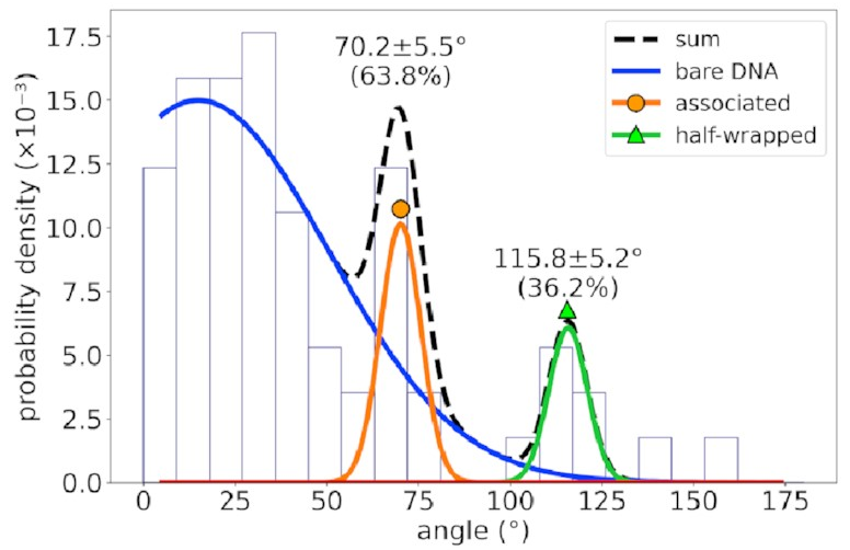 A histogram
of bend angles
similar to the one above
but with the fully wrapped state
no longer present