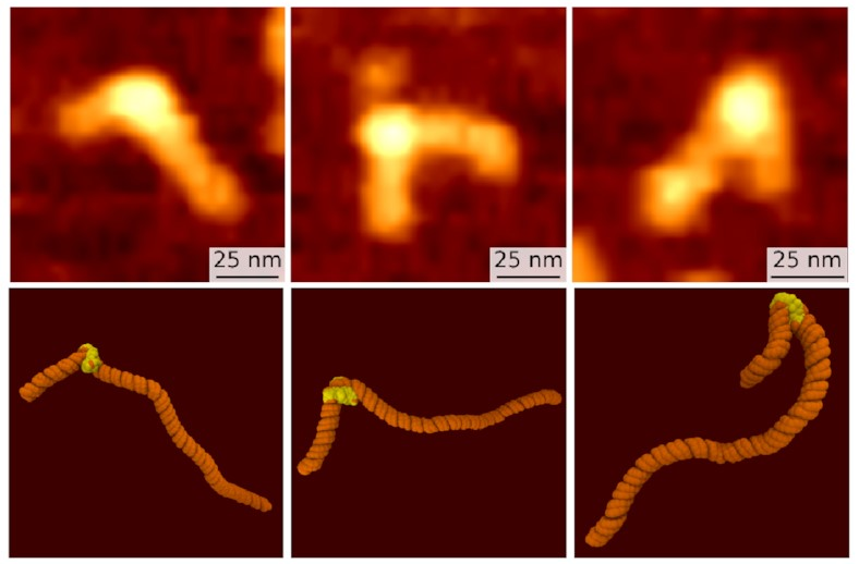 Two sets of three images
showing the three observed states
across AFM and MD:
a state with a loose bend of less than 90 degrees,
one bent by approximately 90 degrees,
and one fully bent as in the above 
images