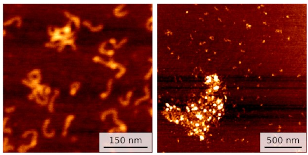 AFM images
showing clusters of DNA and IHF
of various sizes