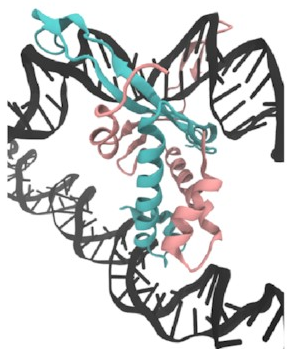 Structure of a DNA-IHF-DNA
bridge