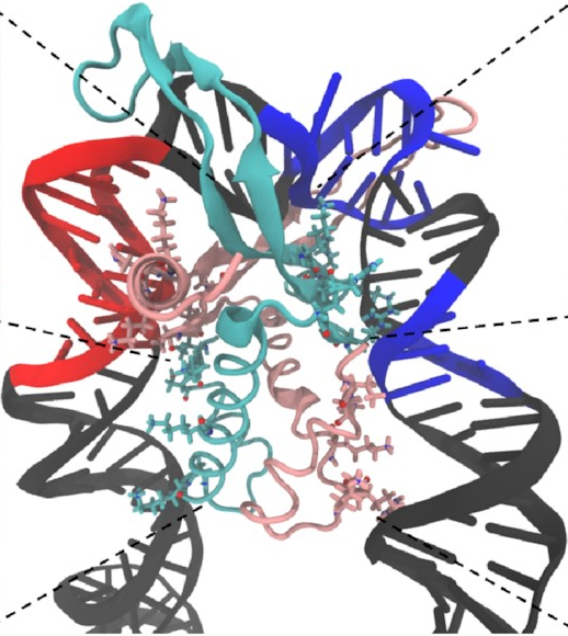 The same protein
and DNA
as before,
but the DNA is now tightly bent
around the protein
by around 160 degrees,
forming a sharp U-turn,
and in contact with the sides of the protein
all the way down.