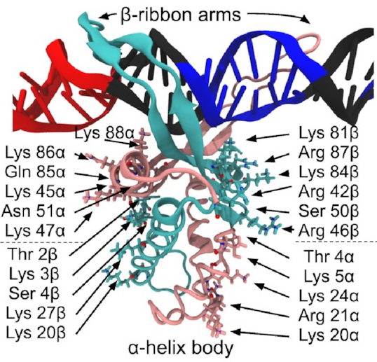 A protein
with a body made of alpha helices
and two arms made of beta sheets
that are bound to a straight piece of
DNA