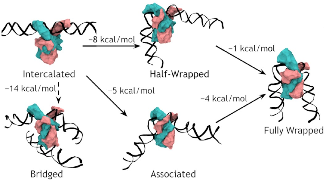 Starting from a straight and intercalated state,
IHF prefers to form a bridge
if another DNA molecule is nearby.
Otherwise,
it can enter
either the half-wrapped or the associated state,
of which the half-wrapped state is slightly preferred.
Transitions between these states are not possible,
but either may progress to the fully wrapped
state.