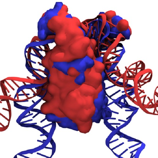 An overlay of two binding states,
showing a significant movement
of the body of the protein
between the states