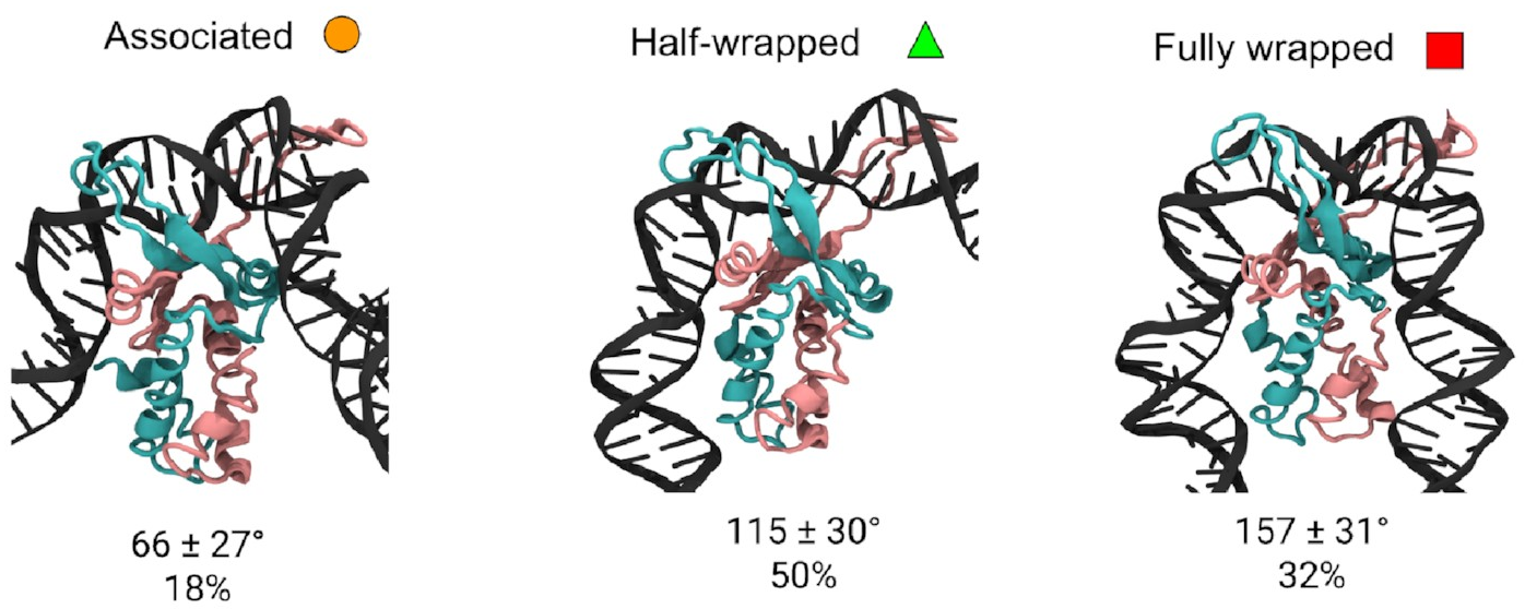 Three different states
of the IHF-DNA complex:
one in which DNA binds to part of the protein
on each side
with a 66 degree bend,
one in which it binds fully on the left
and not at all on the right
with a 115 degree bend,
and the fully wrapped state
previously observed